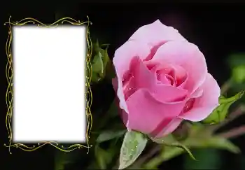 श्रेणी से फ़ोटो प्रभाव महिलाओं के फोटो फ्रेम № 126936