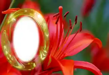 श्रेणी से फ़ोटो प्रभाव महिलाओं के फोटो फ्रेम № 126945