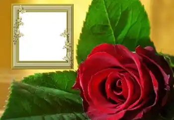 श्रेणी से फ़ोटो प्रभाव महिलाओं के फोटो फ्रेम № 157088