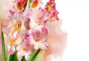 श्रेणी से फ़ोटो प्रभाव महिलाओं के फोटो फ्रेम № 158438