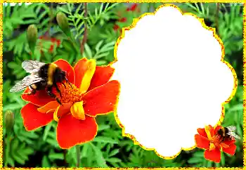 श्रेणी से फ़ोटो प्रभाव महिलाओं के फोटो फ्रेम № 172931