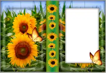 श्रेणी से फ़ोटो प्रभाव महिलाओं के फोटो फ्रेम № 175542