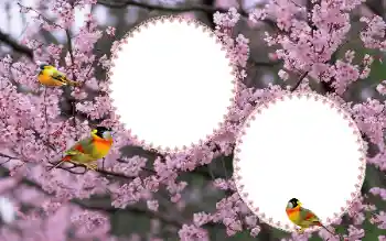 श्रेणी से फ़ोटो प्रभाव महिलाओं के फोटो फ्रेम № 177884