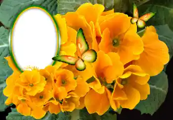 श्रेणी से फ़ोटो प्रभाव महिलाओं के फोटो फ्रेम № 189369