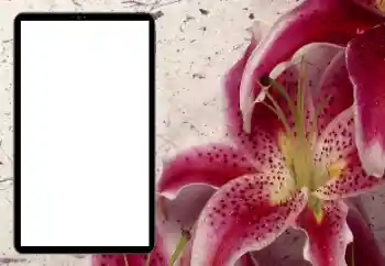 श्रेणी से फ़ोटो प्रभाव महिलाओं के फोटो फ्रेम № 206184