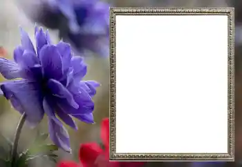 श्रेणी से फ़ोटो प्रभाव महिलाओं के फोटो फ्रेम № 206189