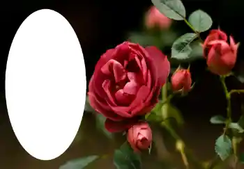 श्रेणी से फ़ोटो प्रभाव महिलाओं के फोटो फ्रेम № 47314