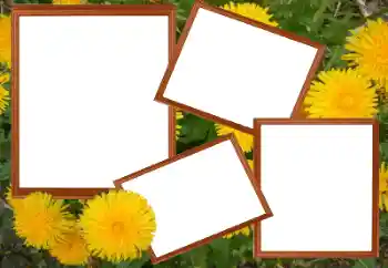 श्रेणी से फ़ोटो प्रभाव महिलाओं के फोटो फ्रेम № 49448