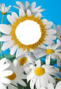 श्रेणी से फ़ोटो प्रभाव महिलाओं के फोटो फ्रेम № 56606