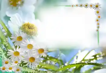 श्रेणी से फ़ोटो प्रभाव महिलाओं के फोटो फ्रेम № 59087