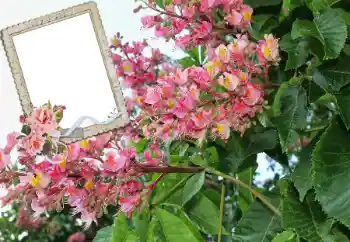 श्रेणी से फ़ोटो प्रभाव महिलाओं के फोटो फ्रेम № 72109