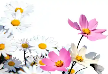 श्रेणी से फ़ोटो प्रभाव महिलाओं के फोटो फ्रेम № 72152