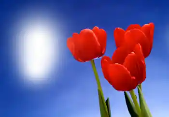 श्रेणी से फ़ोटो प्रभाव महिलाओं के फोटो फ्रेम № 93395