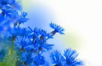 श्रेणी से फ़ोटो प्रभाव महिलाओं के फोटो फ्रेम № 97638